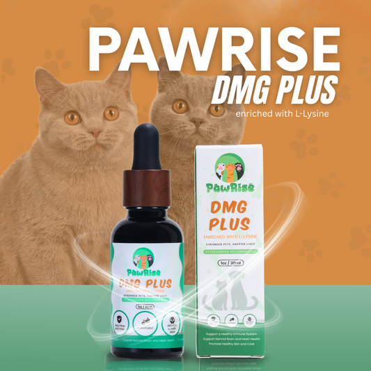 Pawrise DMG PLUS enriched with L-Lysine – Immune & Wellness Support for Pets