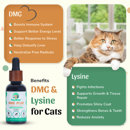 Pawrise DMG PLUS enriched with L-Lysine – Immune & Wellness Support for Pets